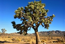 Joshua Tree National Park
